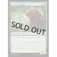 ナーリッドの群棲/Gnarlid Colony《日本語》【FDN】