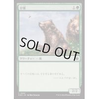 仔熊/Bear Cub《日本語》【FDN】