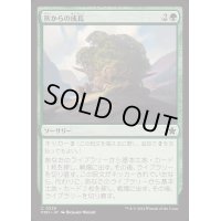 灰からの成長/Grow from the Ashes《日本語》【FDN】