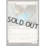 [EX+](FOIL)癒し手の鷹/Healer's Hawk《日本語》【FDN】