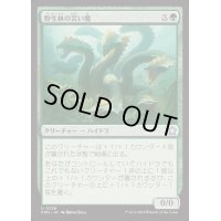 (FOIL)野生林の災い魔/Wildwood Scourge《日本語》【FDN】