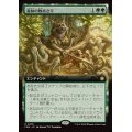 [EX+](FOIL)(フルアート)(0475)森林の物あさり/Sylvan Scavenging《日本語》【FDN】