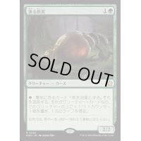 [EX+]漁る軟泥/Scavenging Ooze《日本語》【FDN】