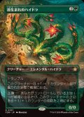 [EX+](フルアート)(0337)苔生まれのハイドラ/Mossborn Hydra《日本語》【FDN】