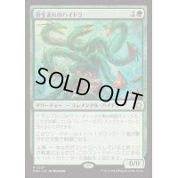 (FOIL)苔生まれのハイドラ/Mossborn Hydra《日本語》【FDN】
