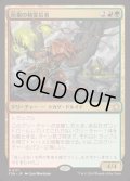[EX+](FOIL)灰根の精霊信者/Ashroot Animist《日本語》【FDN】
