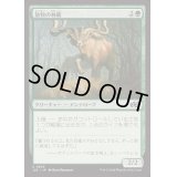放牧の林鹿/Grazing Gladehart《日本語》【J25】
