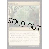 [EX+]興隆する木立/Thriving Grove《日本語》【J25】