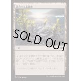 [EX+]進化する未開地/Evolving Wilds《日本語》【J25】