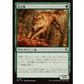 若き狼/Young Wolf《日本語》【INR】