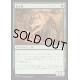 [EX+](FOIL)若き狼/Young Wolf《日本語》【INR】