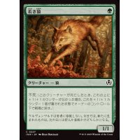 若き狼/Young Wolf《日本語》【INR】