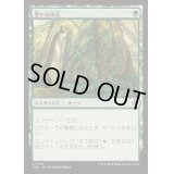 [EX+](FOIL)豊かな成長/Abundant Growth《日本語》【INR】