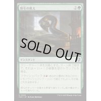 [EX+](FOIL)野生の飢え/Wild Hunger《日本語》【INR】