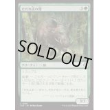 [EX+](FOIL)ただれ皮の猪/Festerhide Boar《日本語》【INR】