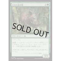 ただれ皮の猪/Festerhide Boar《日本語》【INR】