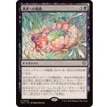 墓所への敬慕/Grave Venerations《日本語》【ECC】