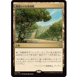 画像1: 風変わりな果樹園/Exotic Orchard《日本語》【ECC】