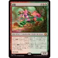 (FOIL)鮮麗/Vibrance《日本語》【ECL】