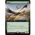 [EX+](フルアート)極楽鳥/Birds of Paradise《日本語》【MSC】