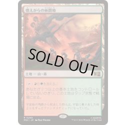 画像1: [EX+](サージFOIL)燃えがらの林間地/Cinder Glade《日本語》【MSC】