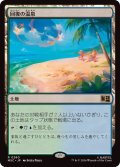 回復の温泉/Rejuvenating Springs《日本語》【MSC】