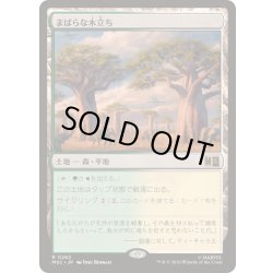 画像1: [EX+](サージFOIL)まばらな木立ち/Scattered Groves《日本語》【MSC】