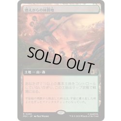 画像1: [EX+](フルアート)燃えがらの林間地/Cinder Glade《日本語》【MSC】