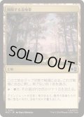 [EX+](FOIL)興隆する湿地帯/Thriving Moor《日本語》【MSC】