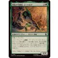 翠色の守護者、シーハルク/She-Hulk, Jade Defender《日本語》【MSH】