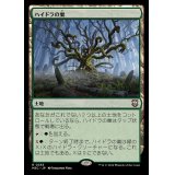 ハイドラの巣/Lair of the Hydra《日本語》【M3C】