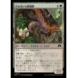 日を浴びる繁殖鱗/Basking Broodscale《日本語》【MH3】