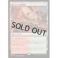 燃えがらの林間地/Cinder Glade《日本語》【M3C】