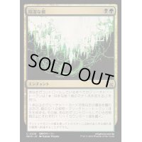 [EX+](FOIL)陰湿な根/Insidious Roots《日本語》【MKM】