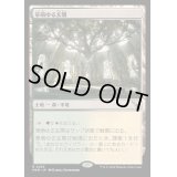 [EX+](FOIL)草萌ゆる玄関/Lush Portico《日本語》【MKM】