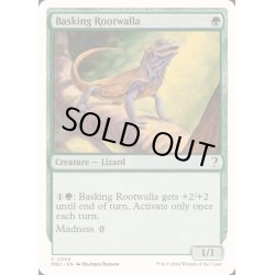 画像1: 日を浴びるルートワラ/Basking Rootwalla《英語》【Reprint Cards(Mystery Booster2)】