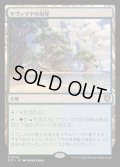 [EX+]ヤヴィマヤの沿岸/Yavimaya Coast《日本語》【OTC】
