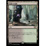[EX](FOIL)花盛りの湿地/Blooming Marsh《日本語》【OTJ】