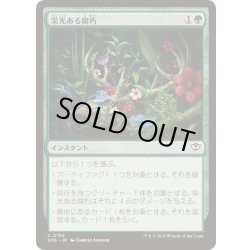 画像1: (FOIL)栄光ある腐朽/Glorious Decay《日本語》【SOS】