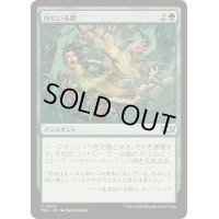 内にいる獣/Beast Within《日本語》【TDC】