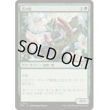 花の壁/Wall of Blossoms《日本語》【TDC】