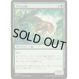 [EX+](FOIL)下生えの豹/Undergrowth Leopard《日本語》【TDM】