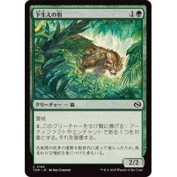 画像1: (FOIL)下生えの豹/Undergrowth Leopard《日本語》【TDM】