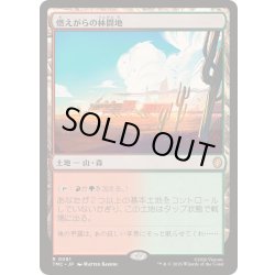 画像1: [EX+](サージFOIL)燃えがらの林間地/Cinder Glade《日本語》【TMC】