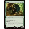 (FOIL)巨怪の大熊/Gigantic Big Bear《日本語》【HOB】