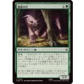 (FOIL)魔狼の仔/Wargling《日本語》【HOB】