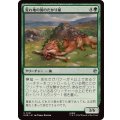 (FOIL)荒れ地の国のたかり屋/Wilderland Scrounger《日本語》【HOB】
