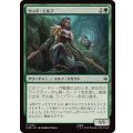(FOIL)ウッド・エルフ/Wood Elves《日本語》【HOB】
