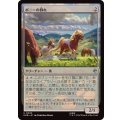 ポニーの群れ/Troop of Ponies《日本語》【HOB】