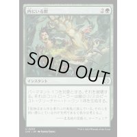 [EX+]内にいる獣/Beast Within《日本語》【LCC】